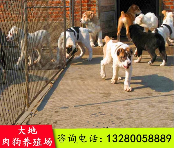 致富经养名犬视频_致富经养土狗视频_视频致富养名犬是真的吗