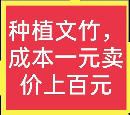 致富苗木种植盆景图片_盆栽致富_种植盆景苗木致富