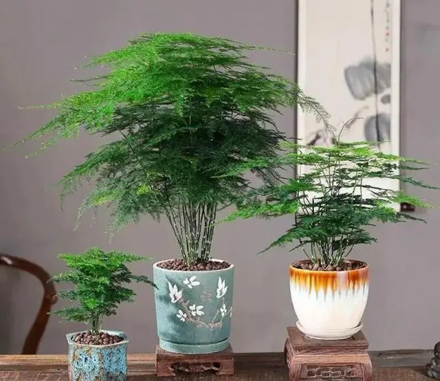 致富苗木种植盆景图片_种植盆景苗木致富_盆栽致富