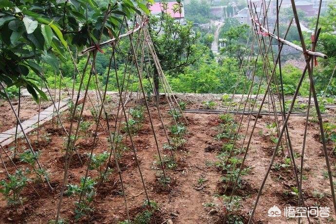 黄瓜种植效益_黄瓜种植致富吗_种植黄瓜挣钱吗