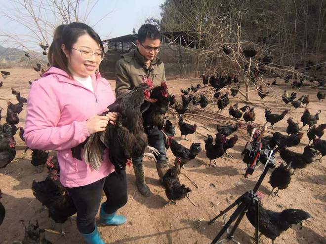 养殖黑鸡的成本与利润_养殖黑鸡视频_致富黑鸡养殖