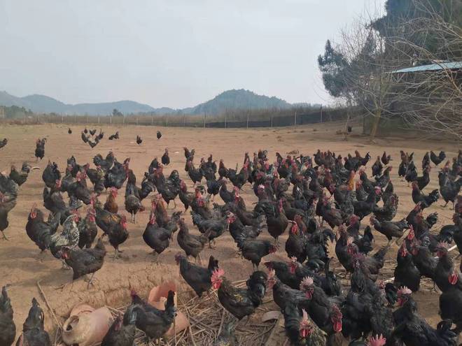 致富黑鸡养殖_养殖黑鸡的成本与利润_养殖黑鸡视频