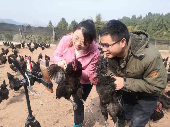 致富黑鸡养殖_养殖黑鸡的成本与利润_养殖黑鸡视频