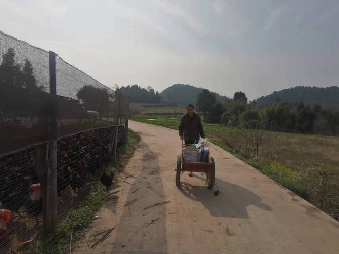 养殖黑鸡的成本与利润_养殖黑鸡视频_致富黑鸡养殖