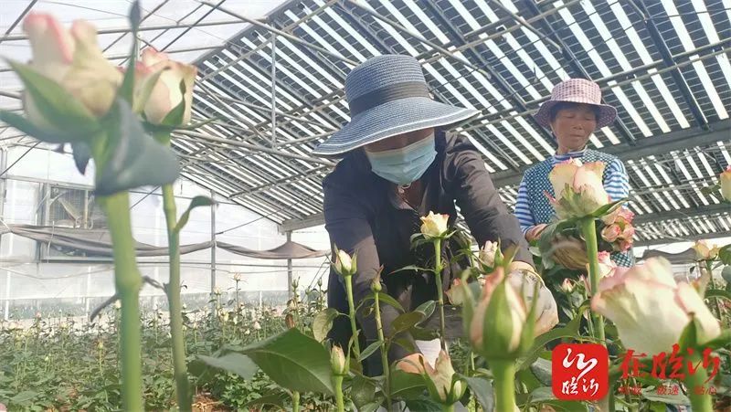 种植大棚带领村民致富_大棚致富项目_发展大棚种植农民增收致富