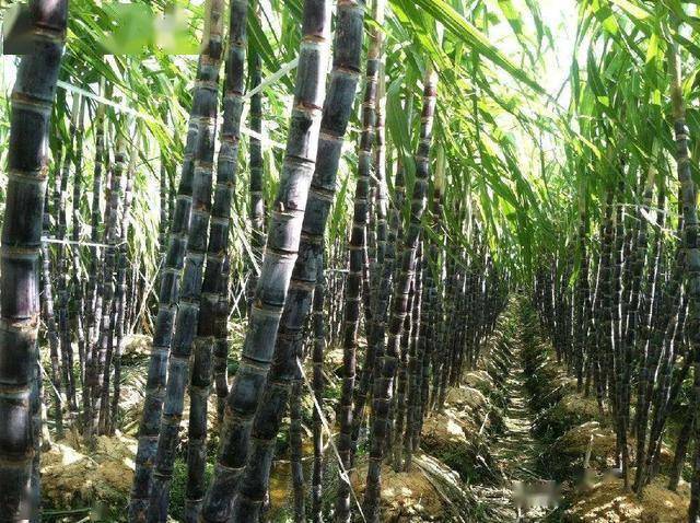 致富经甘蔗种植视频_甘蔗种植效益_甘蔗种植大户的致富路线