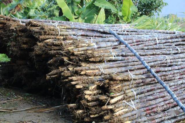 甘蔗种植大户的致富路线_甘蔗种植效益_致富经甘蔗种植视频