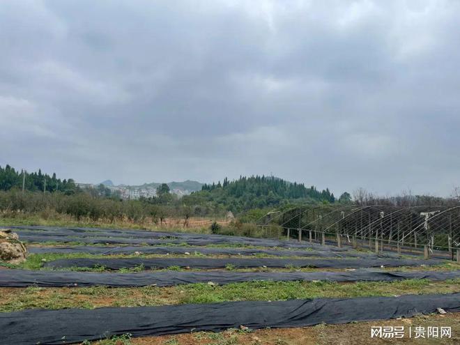 专业地龙养殖致富_地龙养殖基地合作_养殖地龙赚钱吗