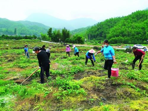 广西兴安：中药材成脱贫致富的“良方”