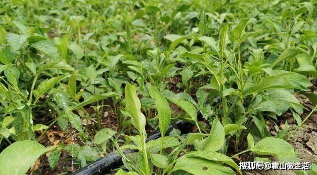 种植致富药材_致富种植金草药图片_草药种植致富金