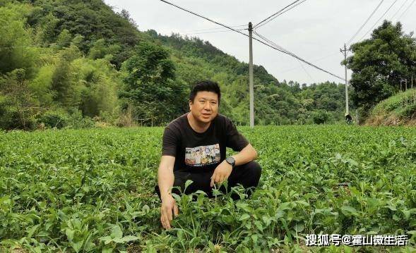 种植致富药材_草药种植致富金_致富种植金草药图片