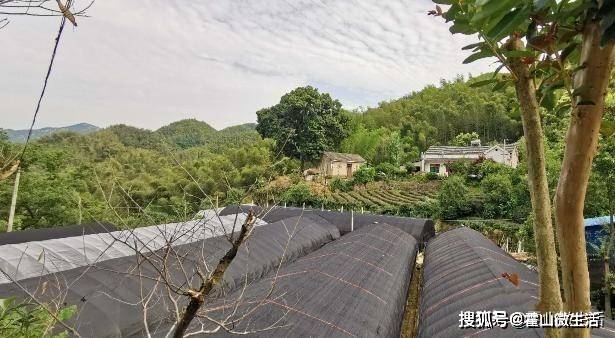 草药种植致富金_致富种植金草药图片_种植致富药材