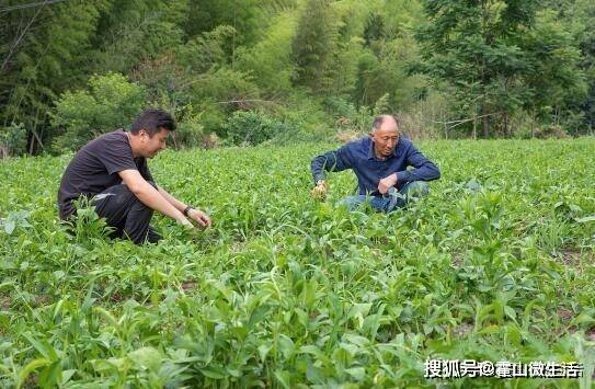 草药种植致富金_种植致富药材_致富种植金草药图片