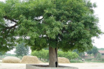 种植技术国槐有哪些_种植技术国槐的优缺点_国槐的种植技术