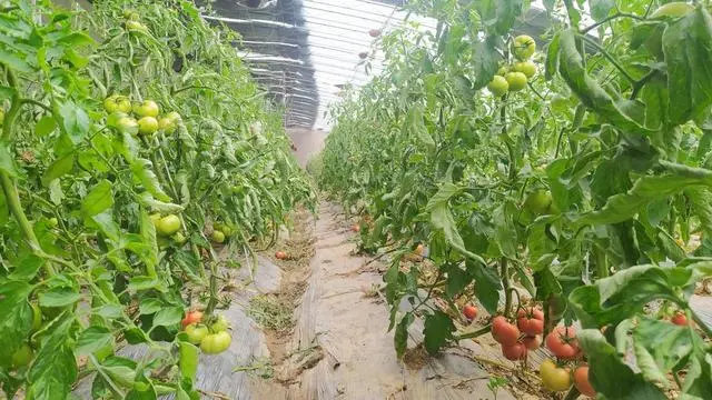 大棚致富项目_发展大棚种植农民增收致富_种植大棚带领村民致富