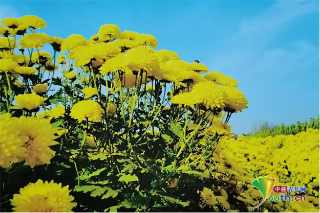 山西农作物种植_山西农村种植什么比较赚钱_致富经山西农村种植业