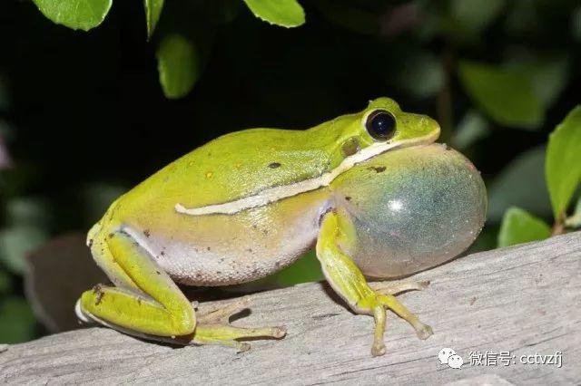 致富经养牛蛙_致富经钟玉秀_致富经钟玉秀养蛙