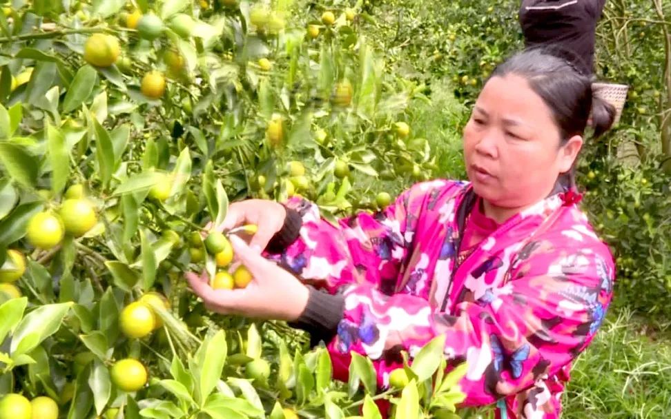 广西种植金桔致富_广西金桔苗批发价_广西金桔多少钱一斤