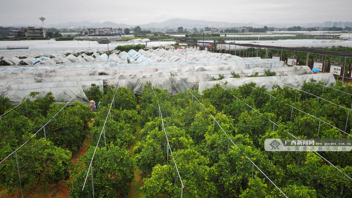 致富广西种植金桔视频_广西金桔品种_广西种植金桔致富