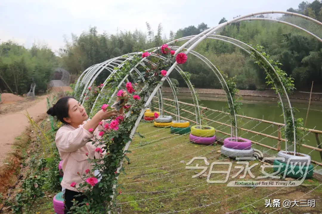 致富竹种植农村可以种吗_农村种植致富竹_致富竹种植农村图片大全