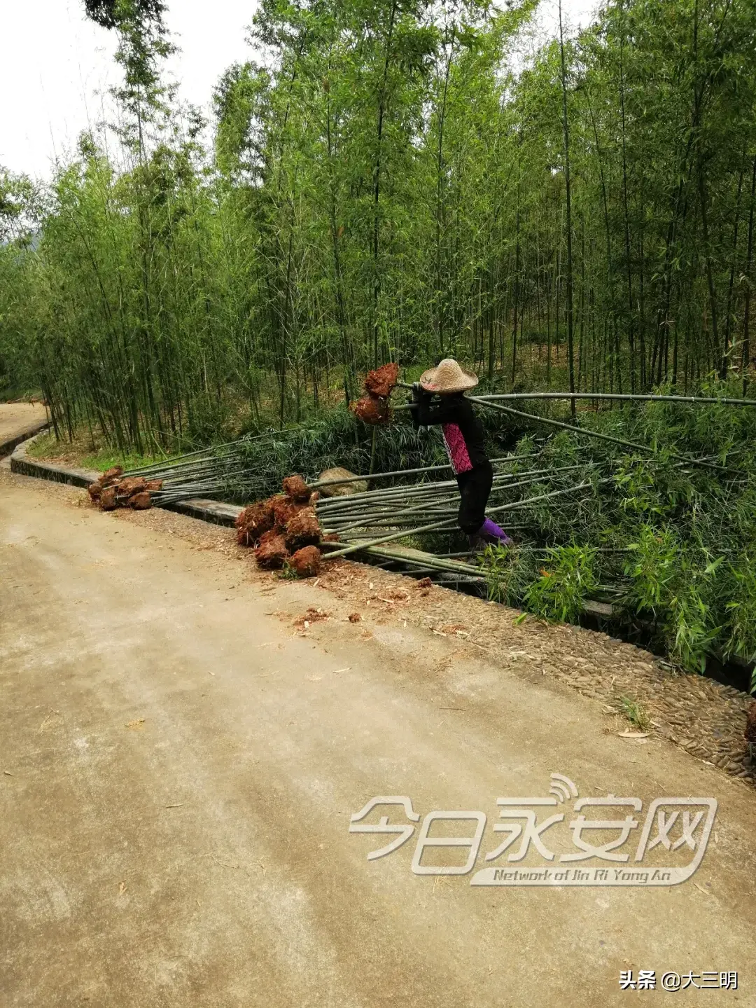 致富竹种植农村图片大全_农村种植致富竹_致富竹种植农村可以种吗