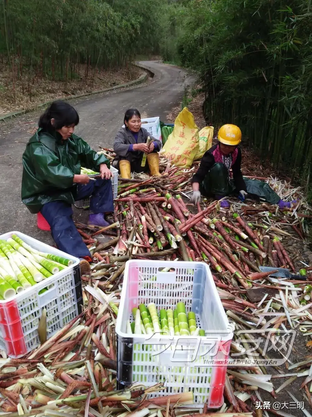 农村种植致富竹_致富竹种植农村图片大全_致富竹种植农村可以种吗