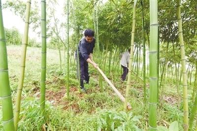 致富竹种植农村有补贴吗_农村种植致富竹_致富竹种植农村可以种吗