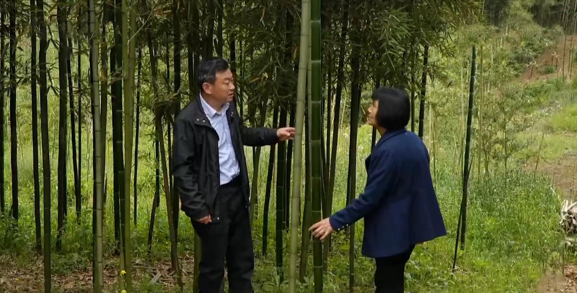 致富竹种植农村可以种吗_致富竹种植农村有补贴吗_农村种植致富竹