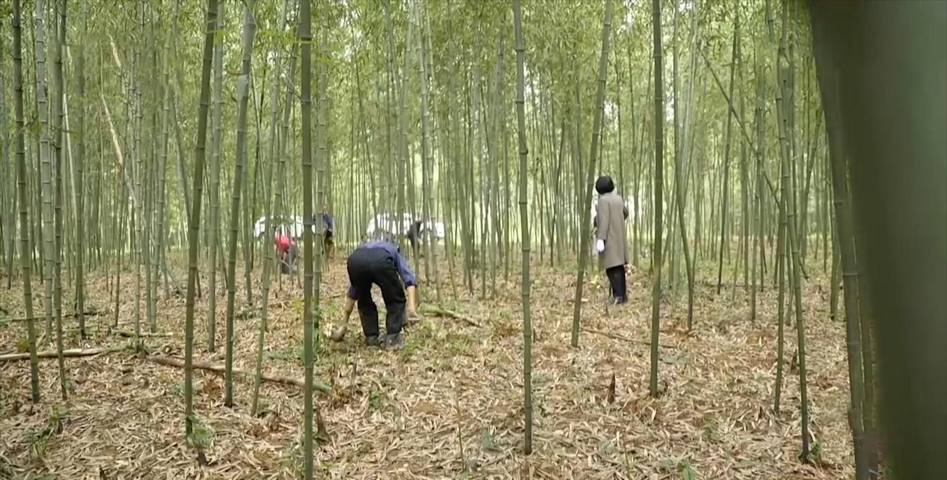 农村种植致富竹_致富竹种植农村有补贴吗_致富竹种植农村可以种吗