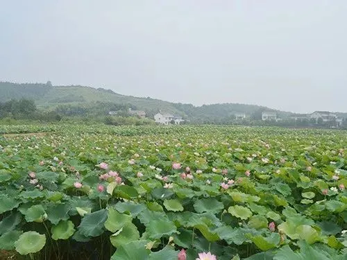 河州生态甲鱼养殖基地_河洲甲鱼养殖基地_河州甲鱼养殖技术大全