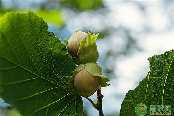 东北农村致富项目种植_东北农民种植致富_一个东北农民的种植转型记