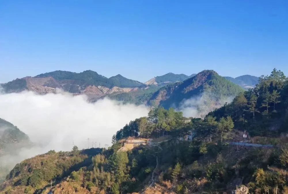 致富好项目种植_致富生态平台_生态种植致富案例