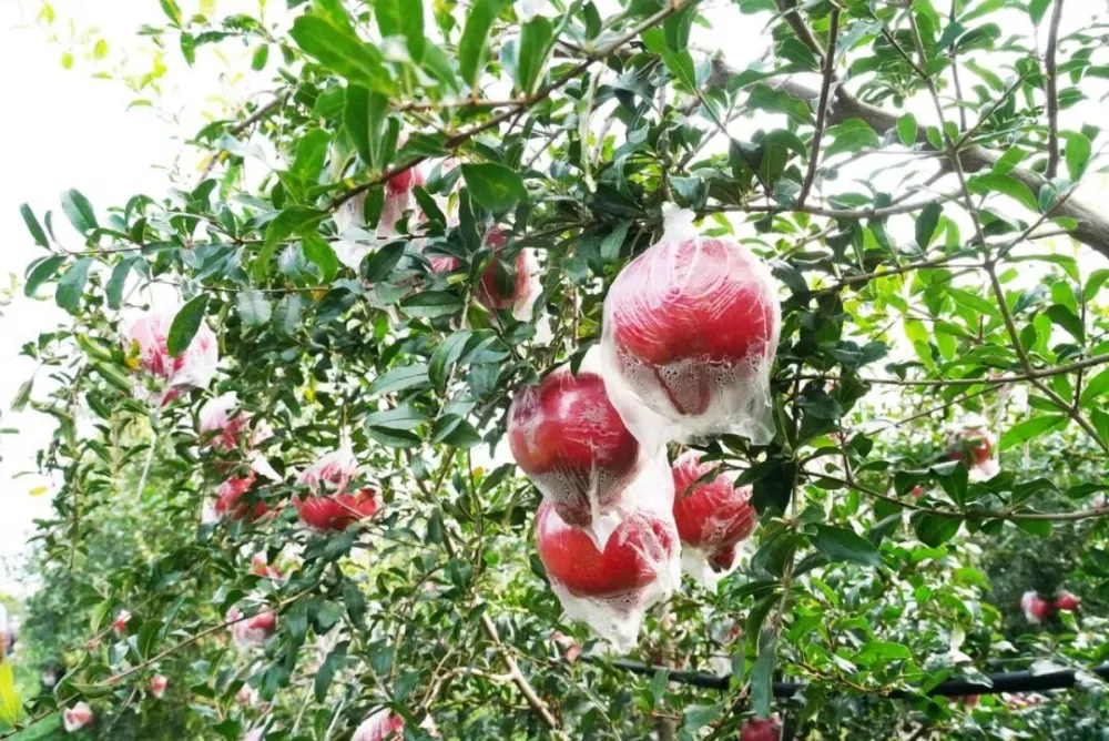 致富石榴种植技术视频_致富石榴种植技术与管理_致富经石榴种植技术