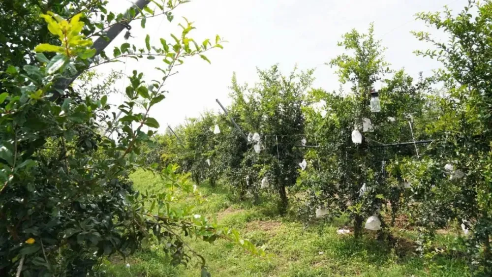 致富经石榴种植技术_致富石榴种植技术与管理_致富石榴种植技术视频