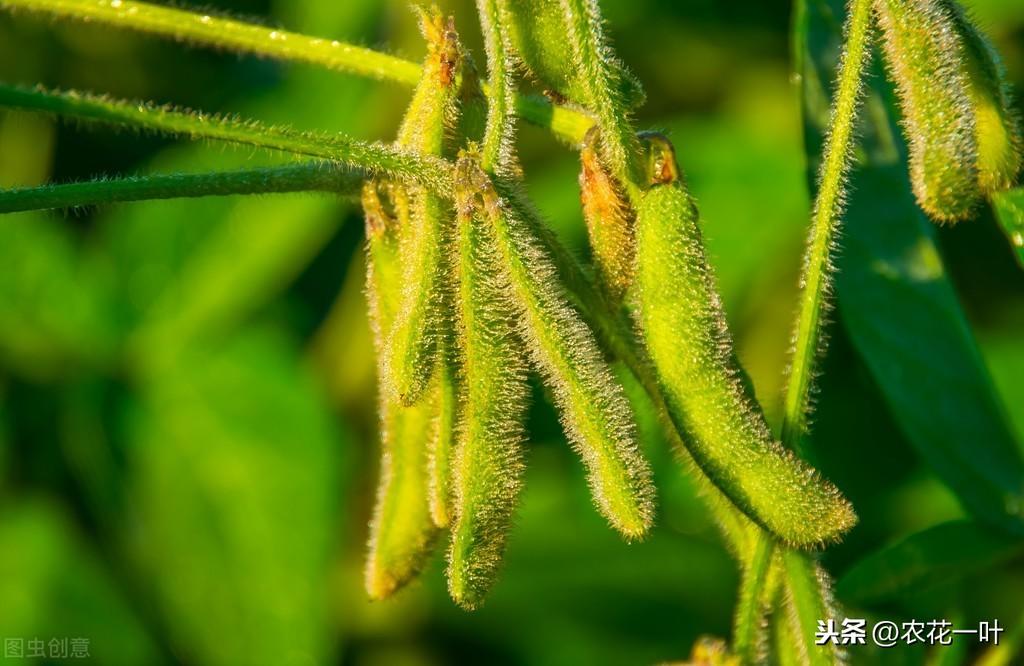 麦茬黄豆的种植时间和种植技术_麦茬黄豆种植技术_黄豆种植