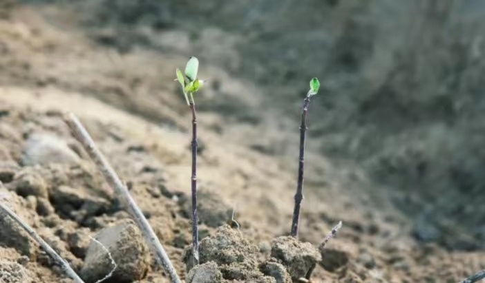 致富种植农民草药视频_农民致富 草药种植_致富种植农民草药有哪些