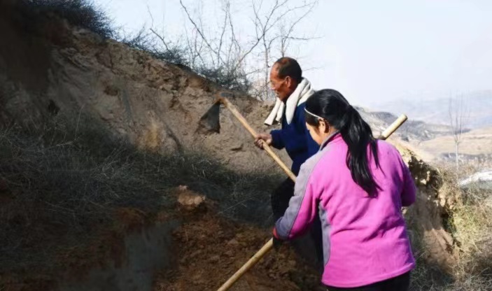 农民致富 草药种植_致富种植农民草药有哪些_致富种植农民草药视频