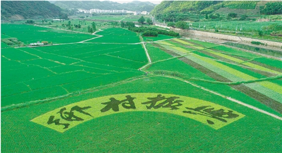 农民致富 草药种植_致富种植农民草药有哪些_致富种植农民草药图片