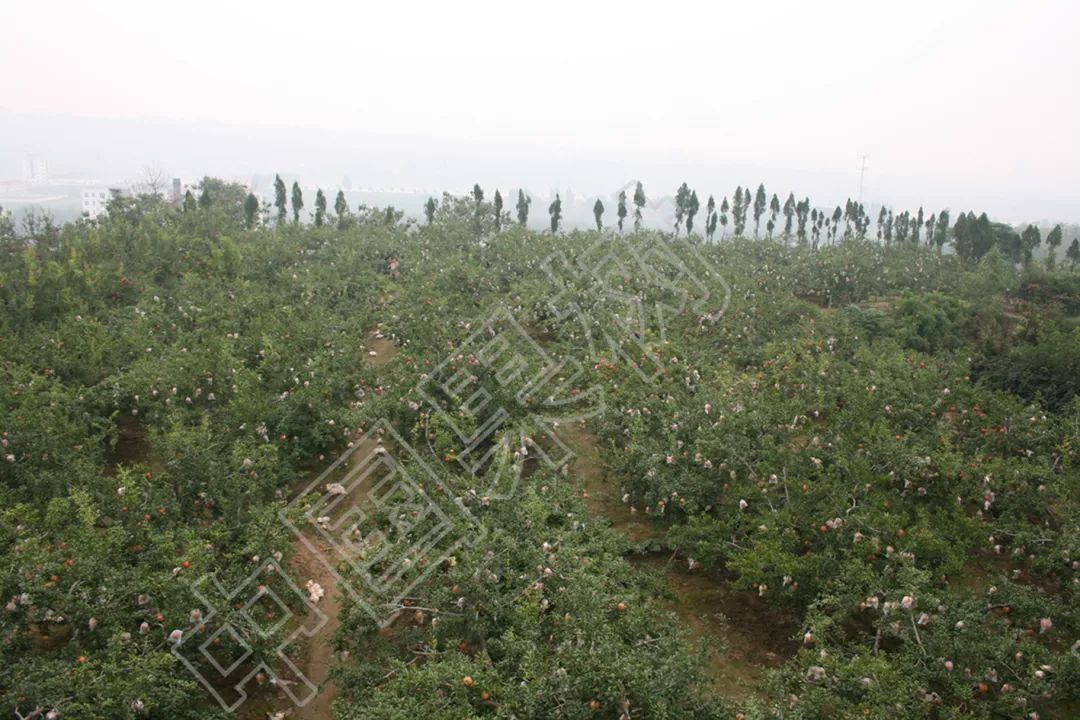 石榴致富经_致富石榴种植技术与管理_致富经石榴种植技术