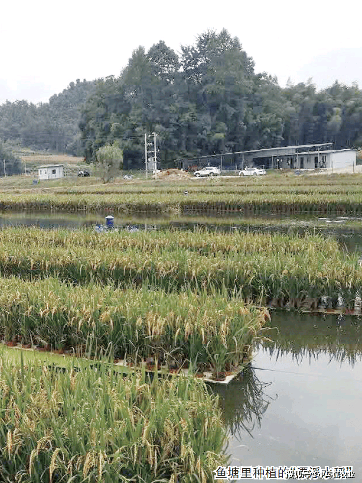 大水面养殖花鲢技术_普丽康300多少钱一支_360借条平台是合法的吗