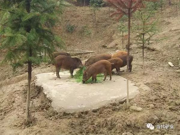 肉狗养殖新技术_肉狗养殖技术书_肉狗养殖技术