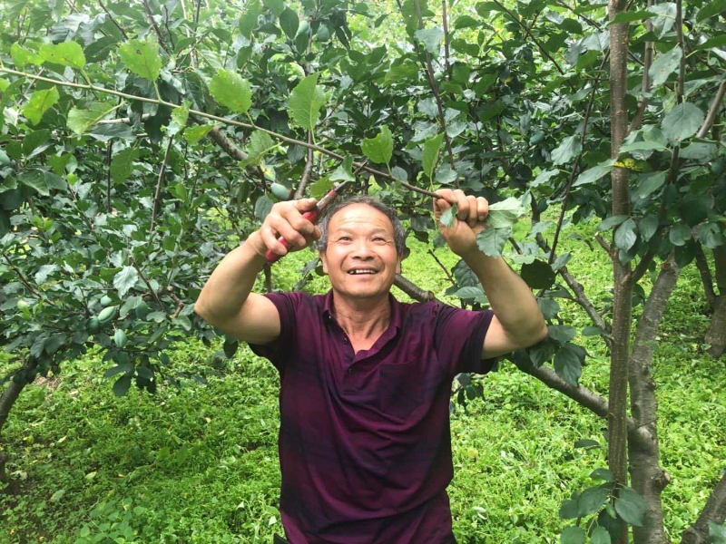 素心梅种植_广东西梅种植技术_农广天地种植猕猴桃技术