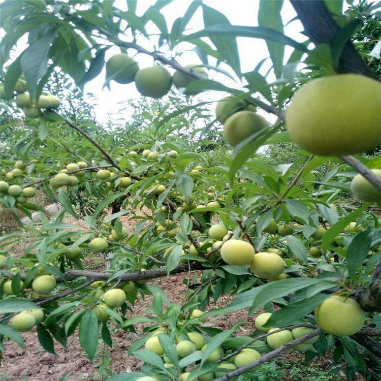 扫帚梅种植方法及养护小窍门_山林种植溜溜梅项目_广东西梅种植技术