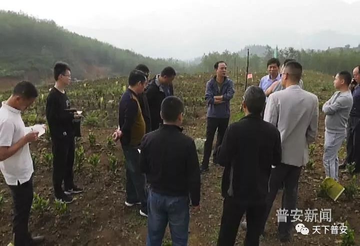 龙强现场调度我县茶叶产业经济带种植工作