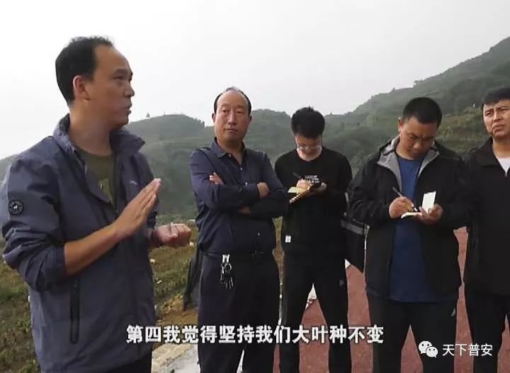 茶农种植致富账_致富经创业项目农村种植业_农民致富种植项目