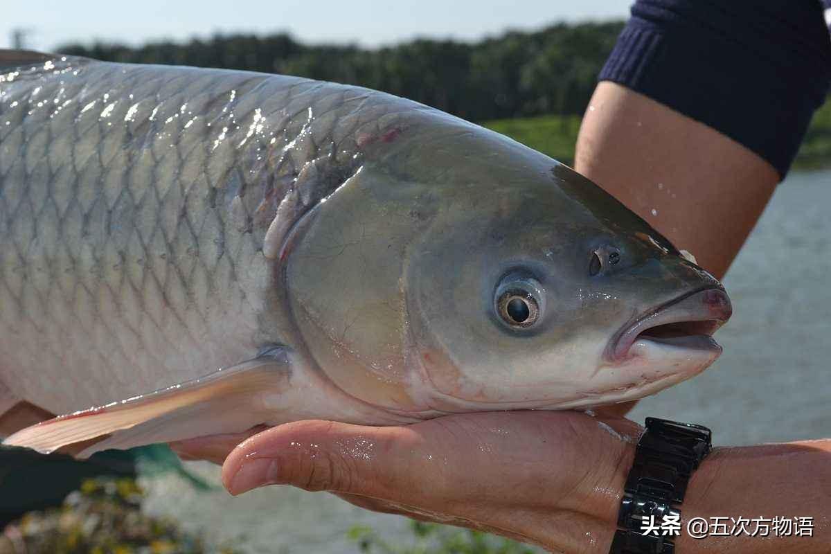 如何养殖脆肉鲩_脆肉鲩怎么养殖技术_脆肉脘养殖技术学习