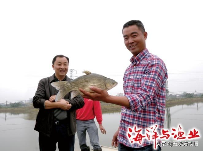 如何养殖脆肉鲩_脆肉鲩怎么养殖技术_脆肉脘养殖技术学习