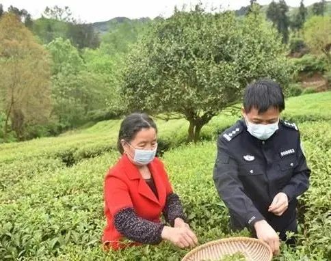 茶农种植致富账_致富经创业项目农村种植业_致富经农业种植