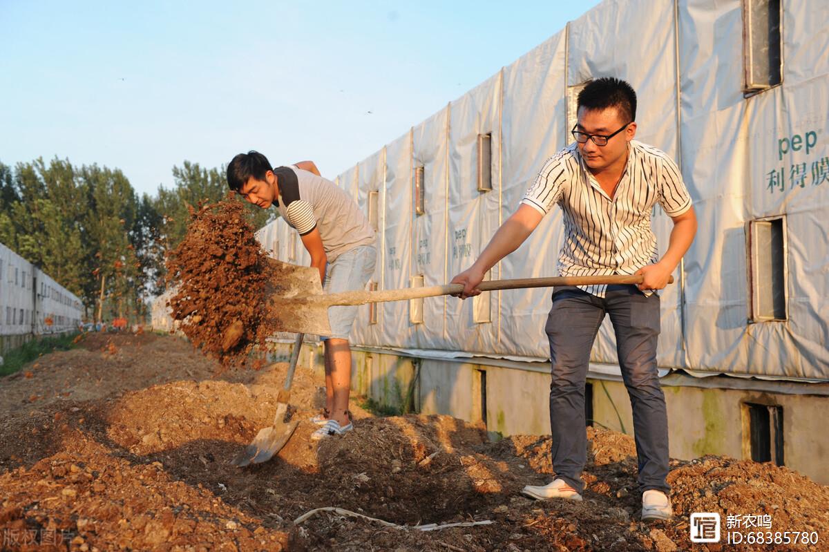 双孢菇种植，如何用玉米芯配制培养料？种植后如何管理？