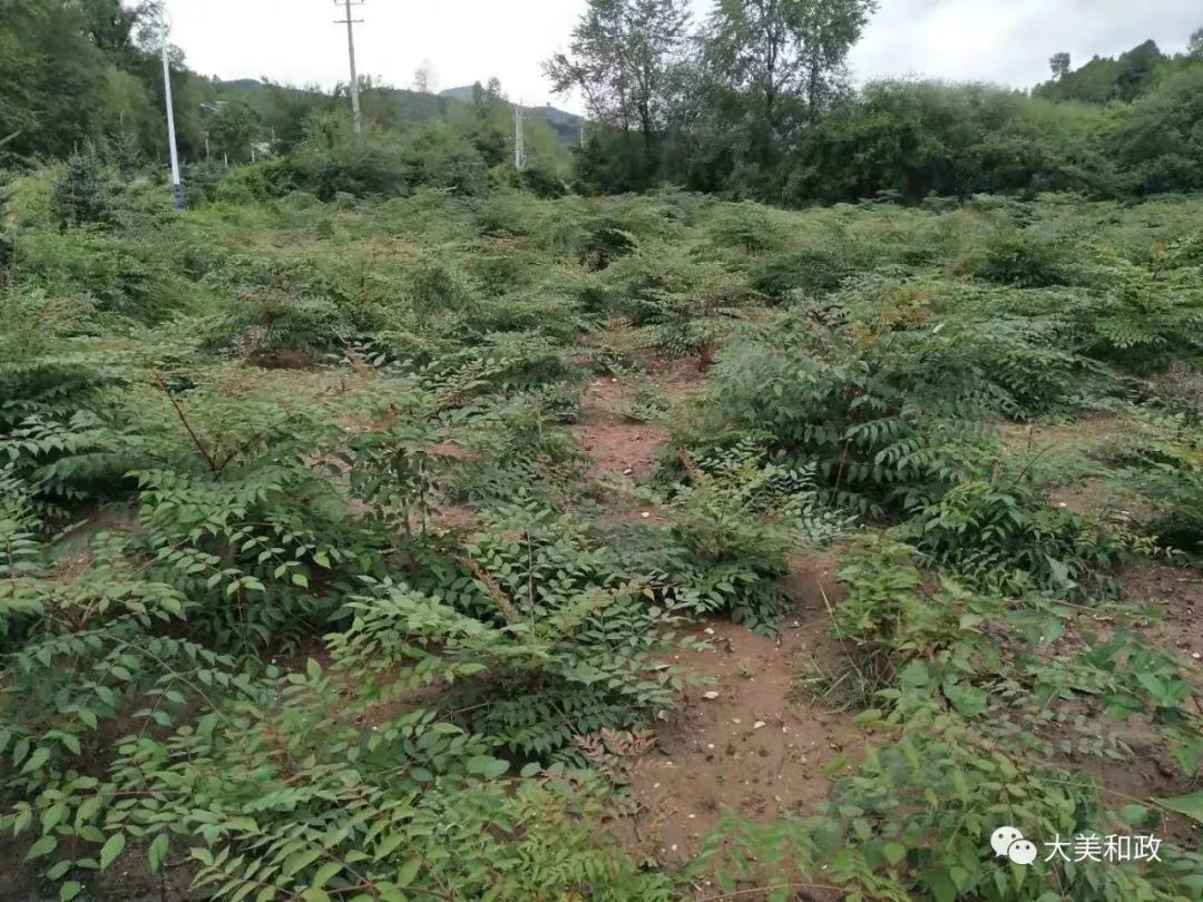 致富种植视频全集_致富种植糖料蔗文案怎么写_致富经2015种植